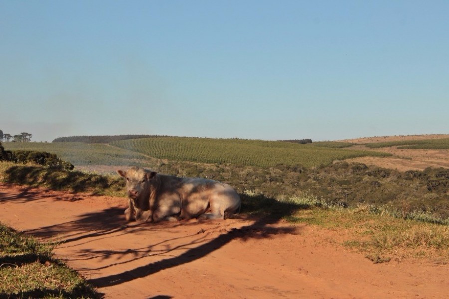 regiao da marica (1)